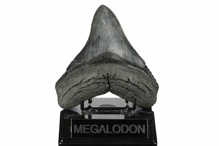 Fossil Megalodon Tooth - South Carolina #175968